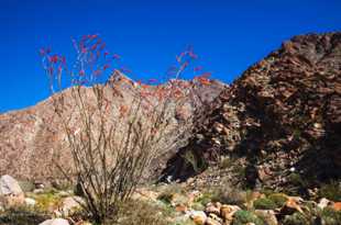 Anza Borrego-6530.jpg